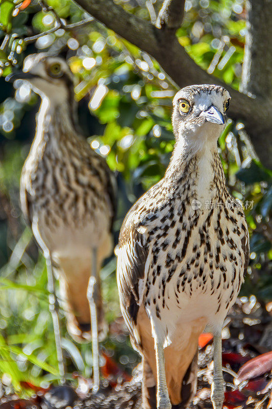 灌木石鹬(Burhinus grallarius)